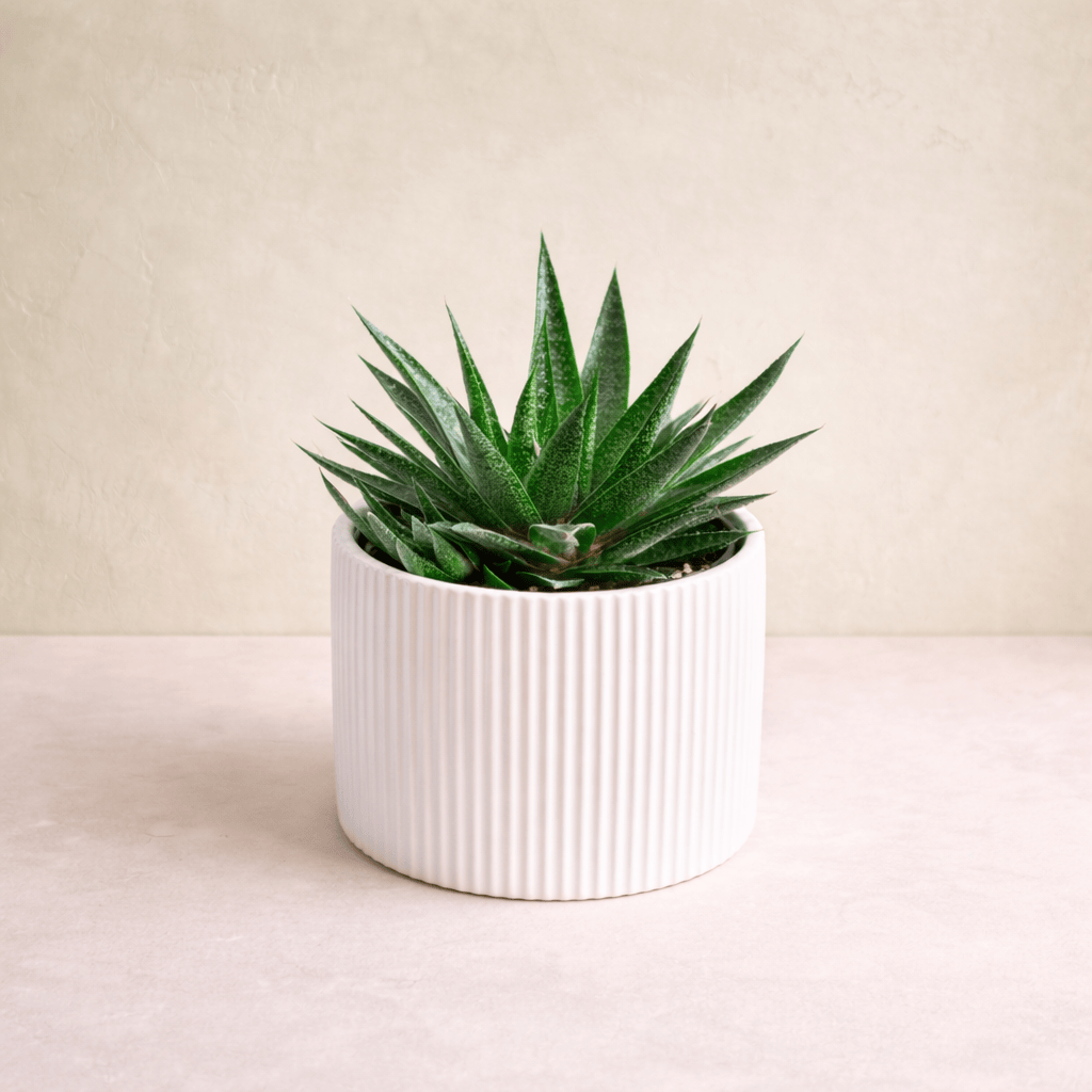 Haworthia Succulent | Westdale Florist