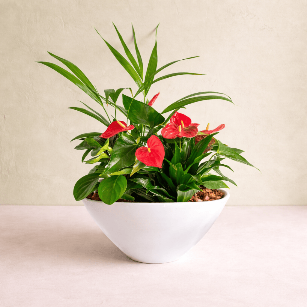 Planter sympathy | Westdale Florist