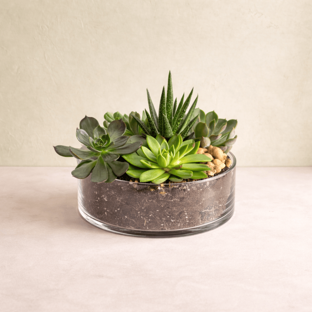 Succulent Garden | Westdale Florist