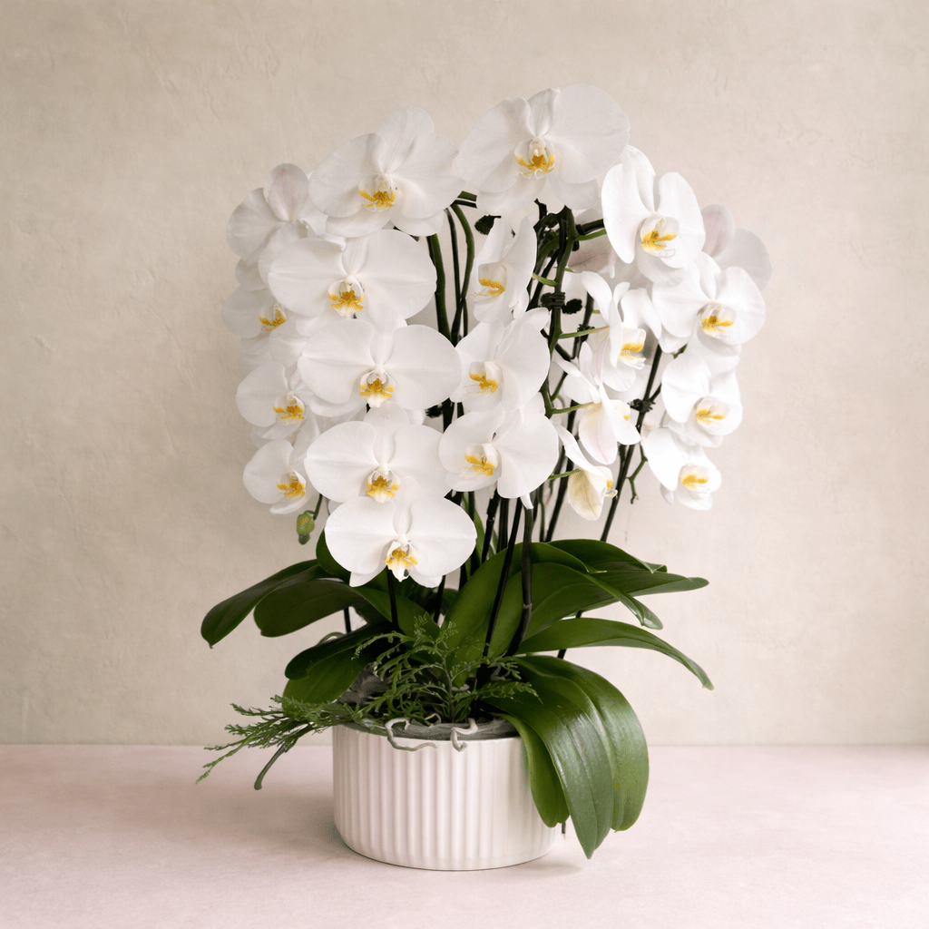 "The Timeless Orchid" | Westdale Florist
