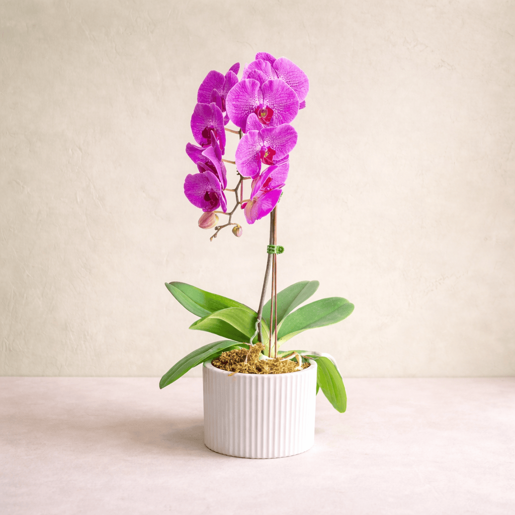 Waterfall Orchid | Westdale Florist