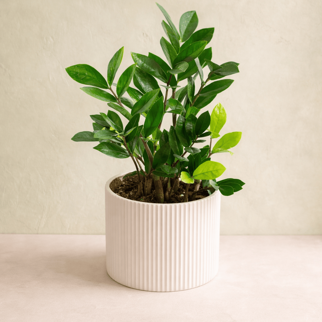 ZZ Plant | Westdale Florist