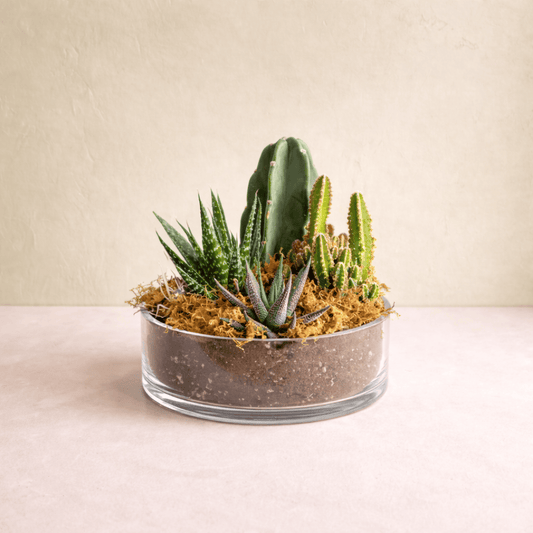 succulents hamilton Succulent Garden - Modern Mixed Plant Arrangement
