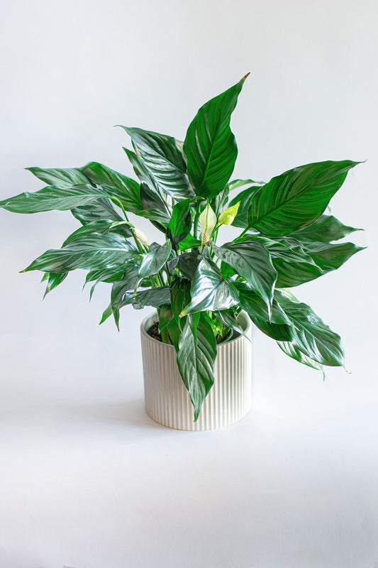 Peace Lily Plant