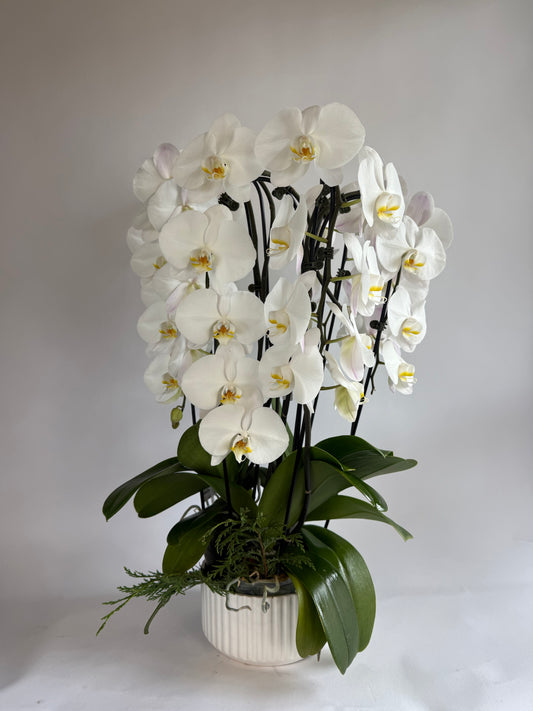 "The Timeless Orchid"