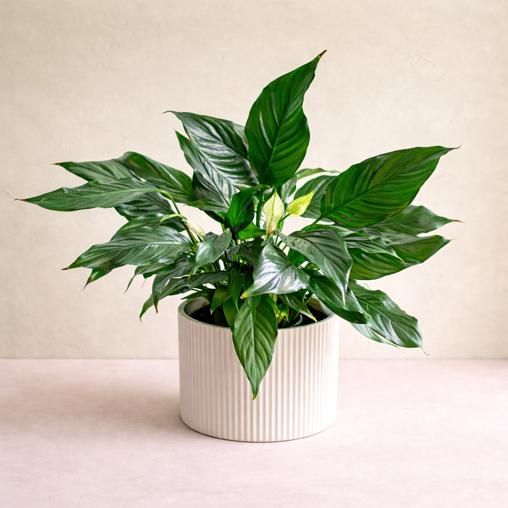 Peace Lily Plant