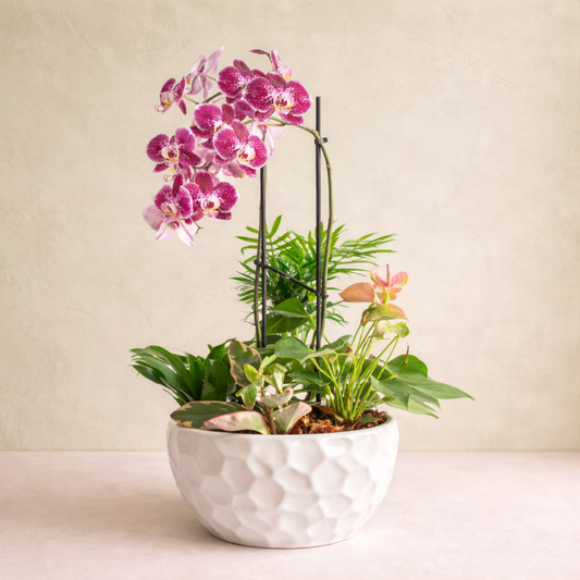 Sympathy Planter with Orchid