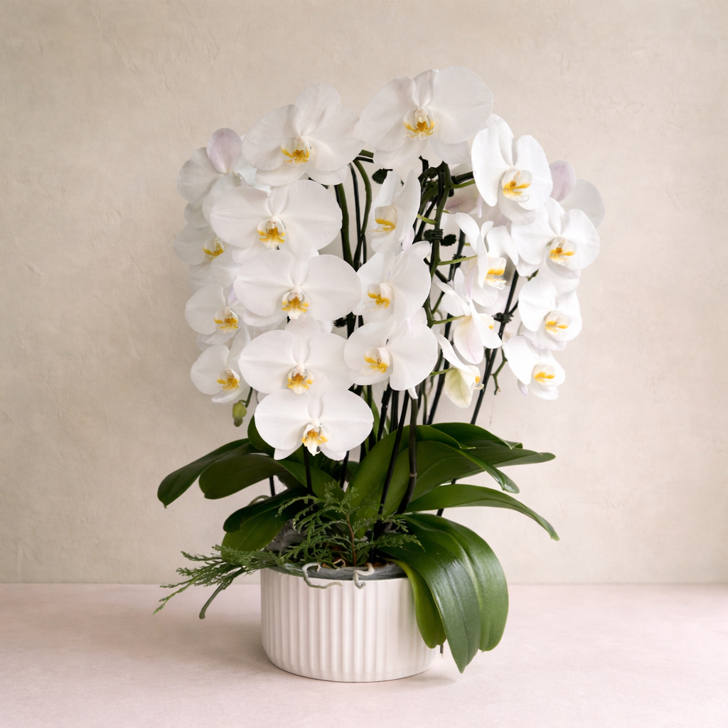 "The Timeless Orchid"