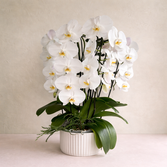 "The Timeless Orchid"