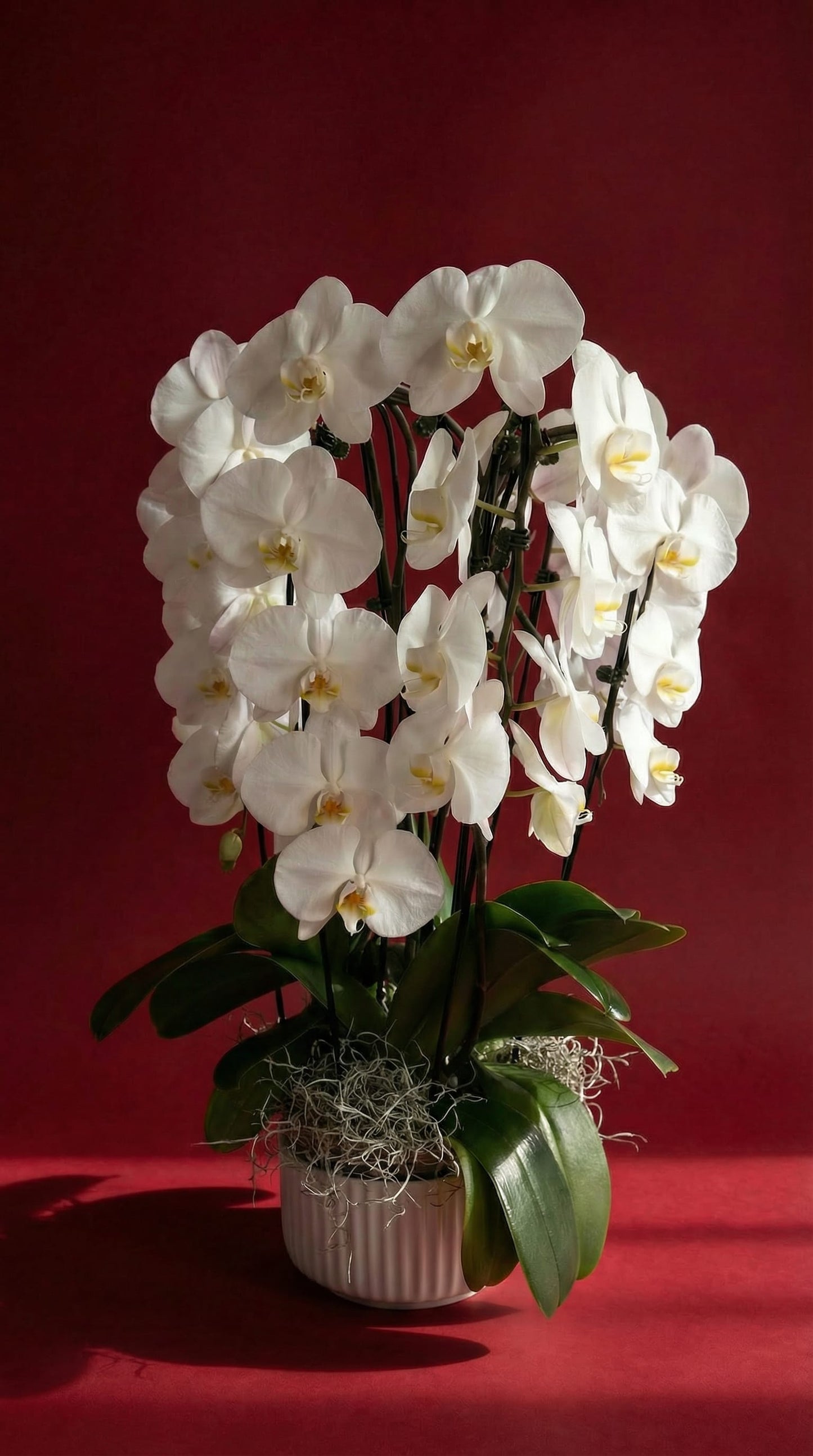"A Winter's Glow" Luxury Holiday Orchid | Westdale Florist